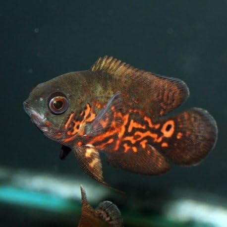 Amazon | 【熱帯魚・南米シクリッド】 タイガーオスカー □サイズ：4cm ...